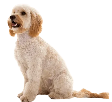 cockapoo